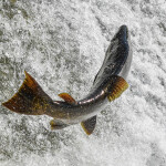 A photo of a Chinook salmon