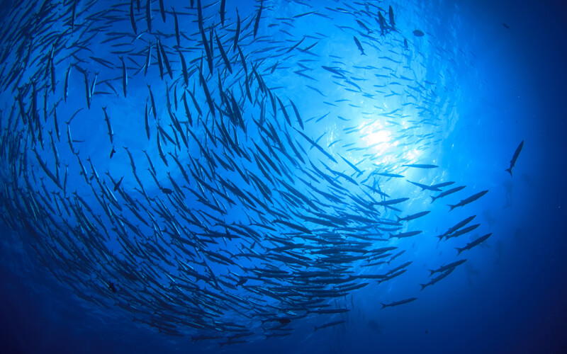 A school of barracuda swimming in the ocean