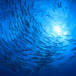 A school of barracuda swimming in the ocean