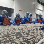 Workers sorting shrimp at an Indian factory