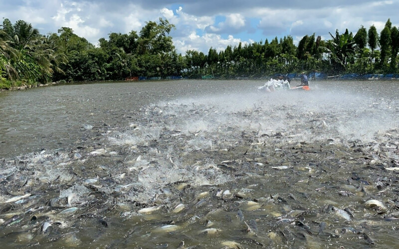 A photo of a pangasius farm in Vietnam