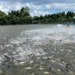 A photo of a pangasius farm in Vietnam