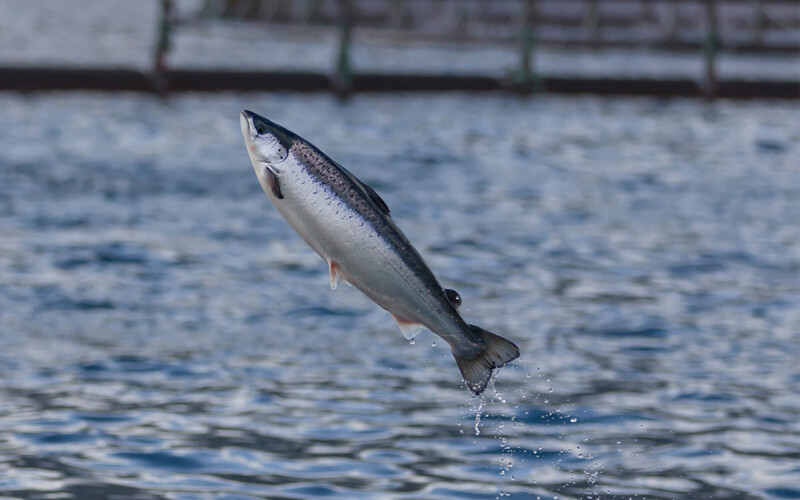 A salmon jumping within a Bakkafrost net pen