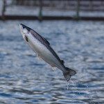 A salmon jumping within a Bakkafrost net pen