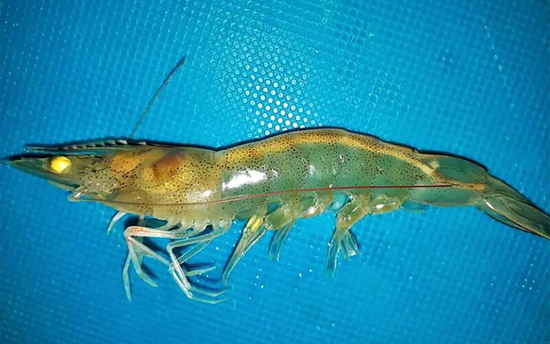 A shrimp displaying White Feces Syndrome symptoms