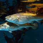 Two Atlantic cod swimming in the water