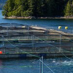 A set of net pens at a salmon farm in British Columbia, Canada