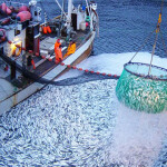 Russian fishing vessels pulling in a catch of fish at sea