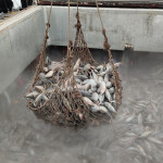 A net full of frozen tuna being dropped into a hold full of frozen tuna