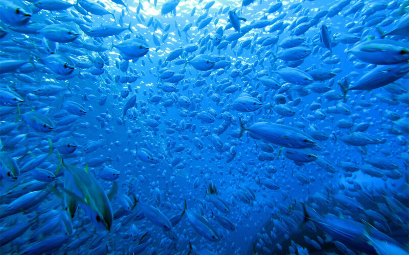 A large school of tuna