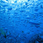 An underwater image of a school of tuna swimming in blue water