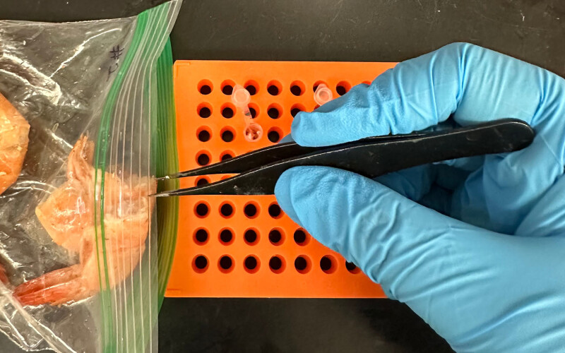 A SeaD Consulting employee performing genetic testing on a shrimp