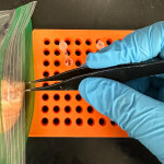 A SeaD Consulting employee performing genetic testing on a shrimp