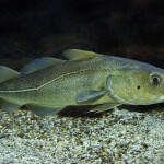 A photo of a cod