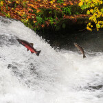 A photo of salmon in Oregon