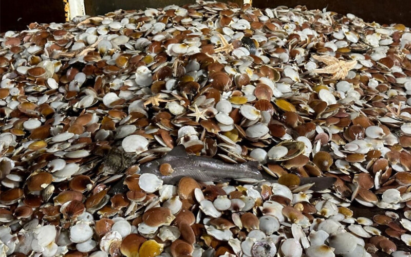 A pile of scallops on board a fishing vessel
