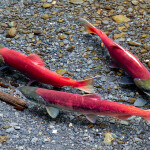 A photo of salmon in Alaska