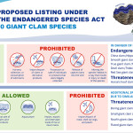 A graphic covering the different giant clam species NOAA Fisheries wants to list as endangered or threatened and what that means in terms of legality