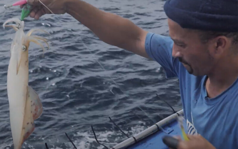 A South African commercial fisher hauling in a squid