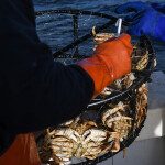 A photo of Dungeness crab harvesting