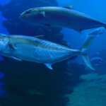 Atlantic mackerel swimming