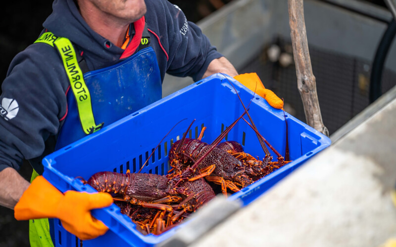 A man hauling a crate of Australian rock lobster