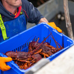 A man hauling a crate of Australian rock lobster