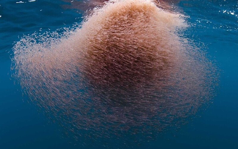 A swarm of krill in the ocean