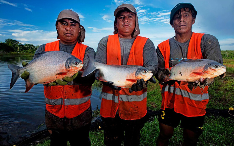 Three Peruvian paiche farmers holding up fish
