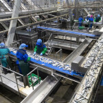 Russian workers sorting fish in a large Russian seafood-processing plant