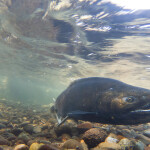 A salmon swimming in shallow water