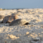 Horseshoe crabs on the beach