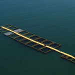 An aerial photo of Barramundi Group's in-water net pens.