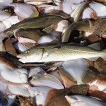 Groundfish caught during a 2023 research trip in the Gulf of Maine