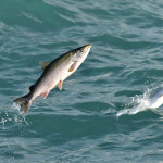 A salmon leaping out of the water
