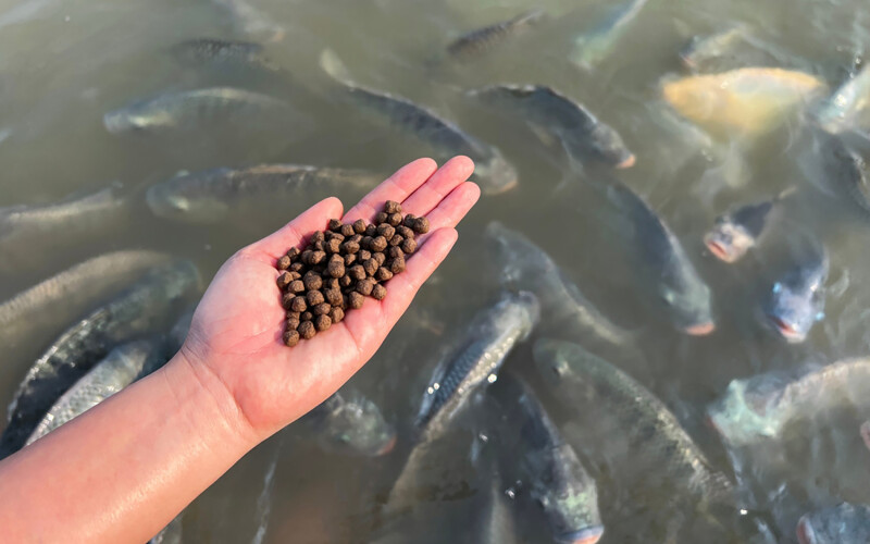 A farmer holding fish feed over a pond of fish