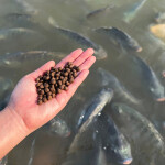 A farmer holding fish feed over a pond of fish