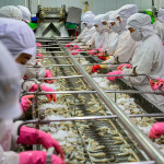 Workers in a Vietnamese shrimp-processing facility