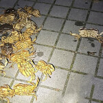 Illegally harvested Dungeness crab