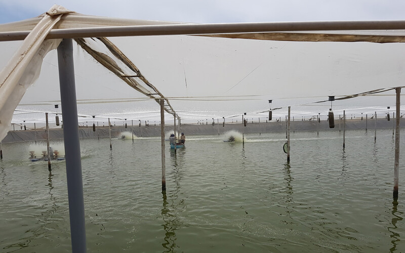 A shrimp farm in Ecuador