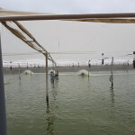 A shrimp farm in Ecuador