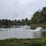 Aerators operating on a shrimp aquaculture pond in India