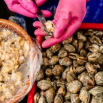 A worker extracting meat from Manila clams
