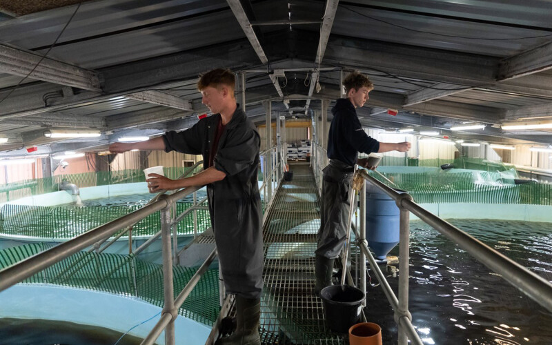 Two employees feeding salmon smolt inside a recirculating aquaculture system facility