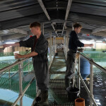 Two employees feeding salmon smolt inside a recirculating aquaculture system facility