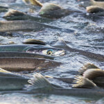 A photo of salmon spawning.