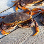 Crabs on a dock