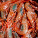 Gulf of Maine Shrimp