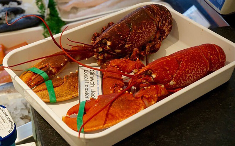 Two lobsters with their claws tied in a dish