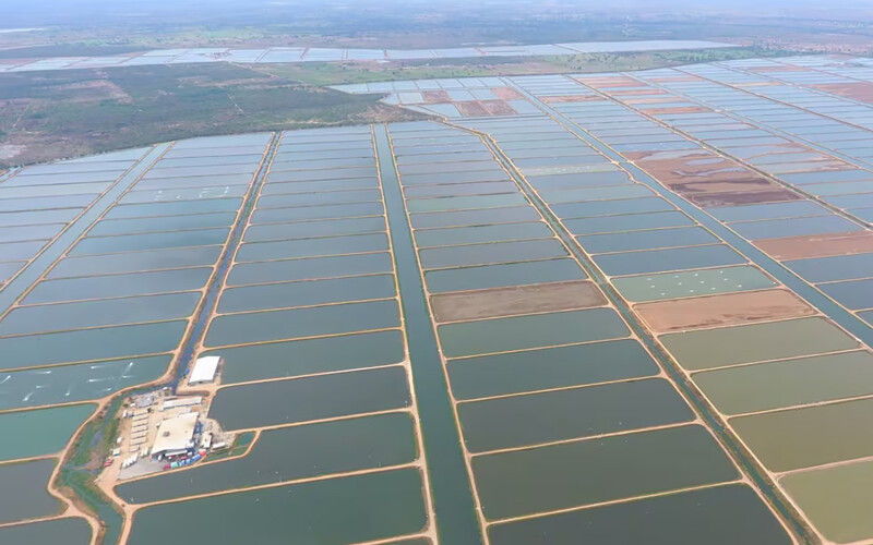 Grupo Lamar's extensive shrimp farm